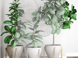 ficus robusta tree Modelo 3D