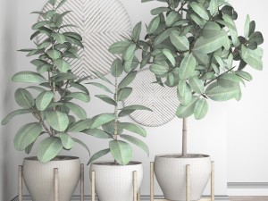 ficus robusta tree Modelo 3D