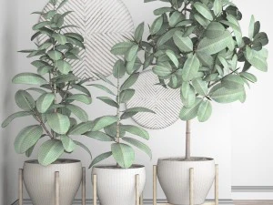 ficus robusta tree 3D Model