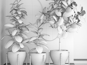 ficus robusta tree Modelo 3D