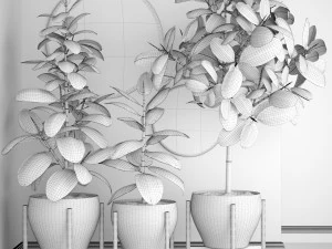 ficus robusta tree 3D Model