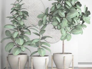 ficus robusta tree 3D Model