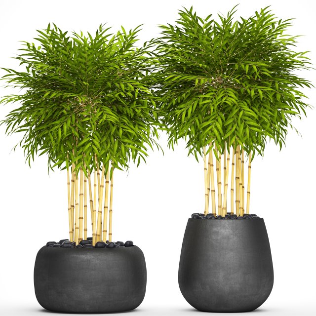 bamboo trees 3D Model .c4d .max .obj .3ds .fbx .stl .blend 