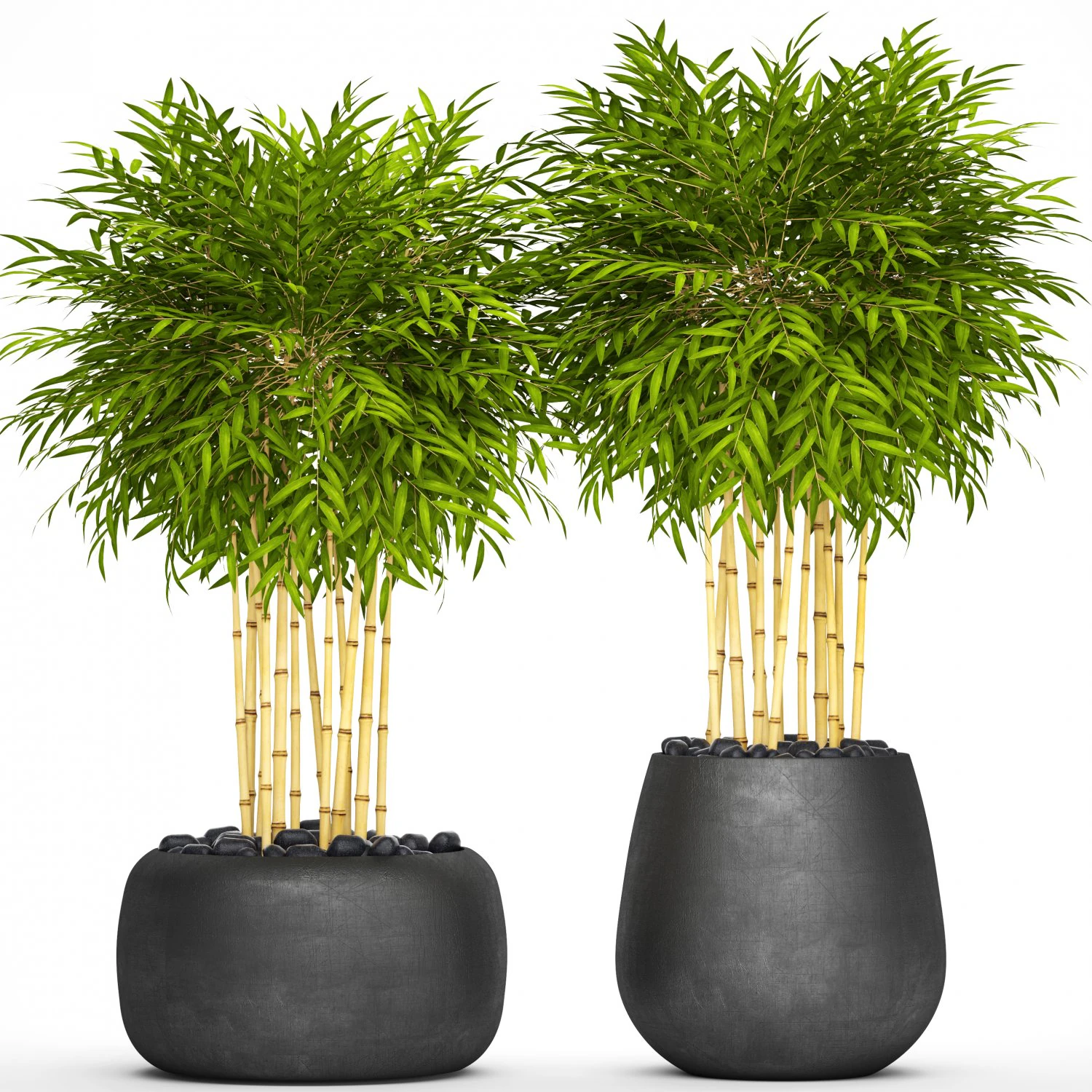 bamboo trees 3D Model .c4d .max .obj .3ds .fbx .stl .blend