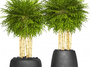 bamboo trees 3D Model
