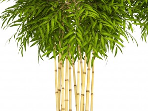 bamboo trees 3D Model