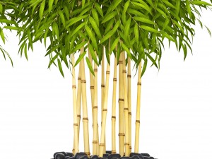 bamboo trees 3D Model