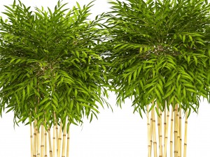 bamboo trees 3D Model