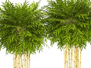 bamboo trees 3D Model