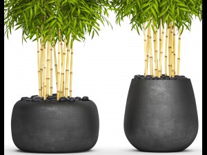 bamboo trees 3D Model