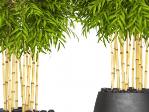 bamboo trees 3D Model
