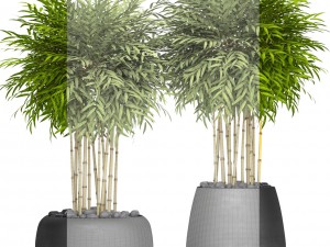bamboo trees 3D Model