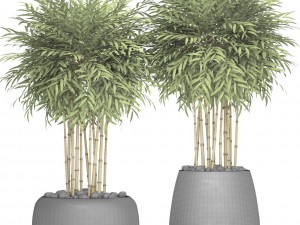 bamboo trees 3D Model