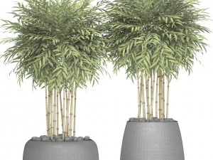 bamboo trees 3D Model