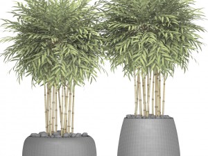 bamboo trees 3D Model