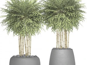bamboo trees 3D Model
