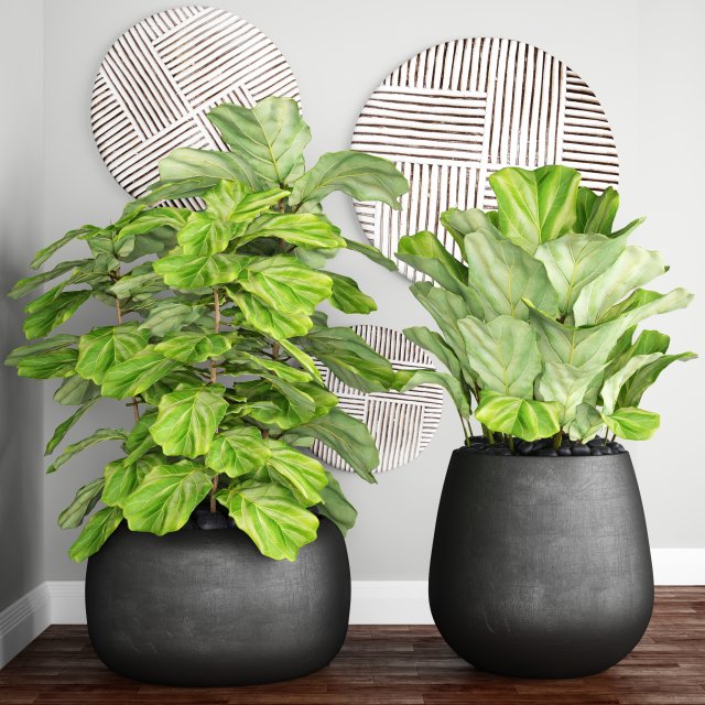 ficus lyrata trees 3D Model .c4d .max .obj .3ds .fbx .stl .blend 