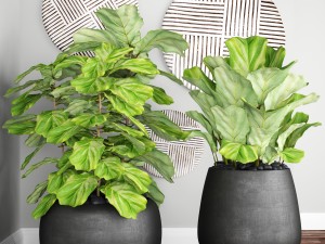 ficus lyrata trees Model 3D