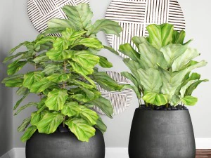 ficus lyrata trees 3D Model