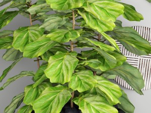 ficus lyrata trees 3D Model