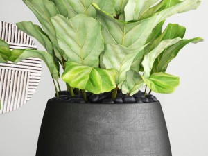 ficus lyrata trees 3D Model