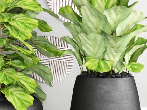 ficus lyrata trees 3D Model