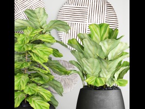 ficus lyrata trees 3D Model