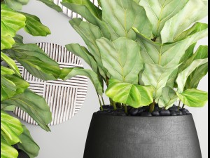 ficus lyrata trees 3D Model