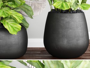 ficus lyrata trees 3D Model
