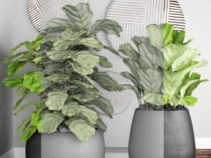 ficus lyrata trees 3D Model