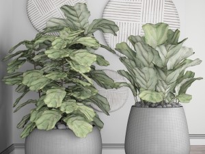 ficus lyrata trees 3D Model