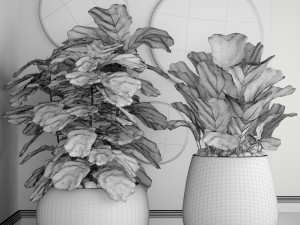 ficus lyrata trees 3D Model