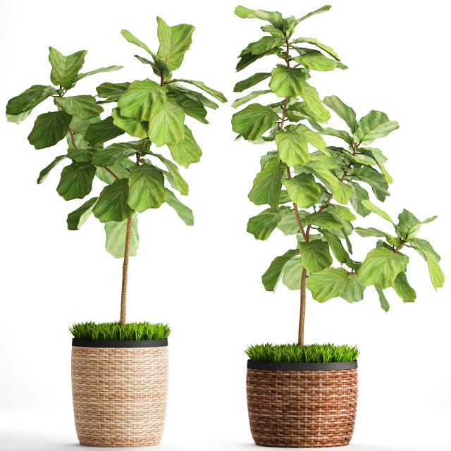 ficus lyrata trees 3D Модель .c4d .max .obj .3ds .fbx .stl .blend 