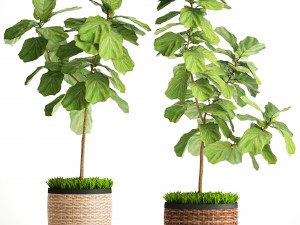 ficus lyrata trees 3D 模型