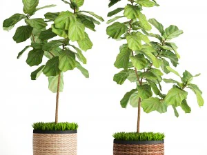 árvores de ficus lyrata Modelo 3D