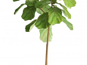 ficus lyrata trees 3D Model