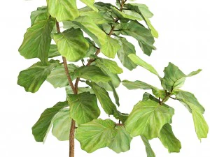ficus lyrata trees 3D Model