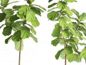 ficus lyrata trees 3D Model