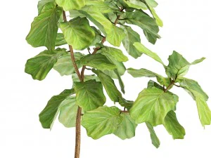 ficus lyrata trees 3D Model