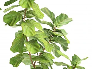 ficus lyrata trees 3D Model