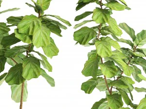 ficus lyrata trees 3D Model