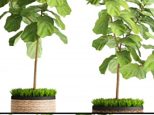 ficus lyrata trees 3D Model