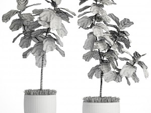 ficus lyrata trees 3D Модель