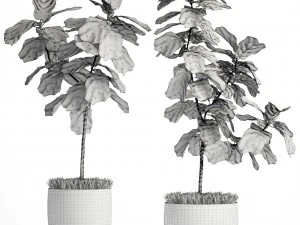 ficus lyrata trees 3D Model