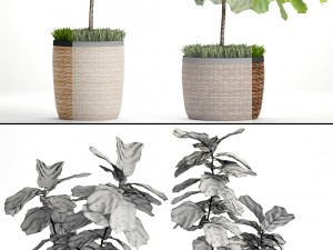 ficus lyrata trees 3D Модель