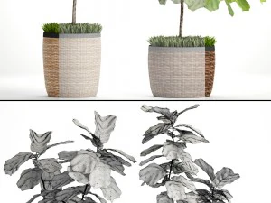ficus lyrata trees 3D Model