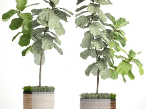 ficus lyrata trees 3D Model