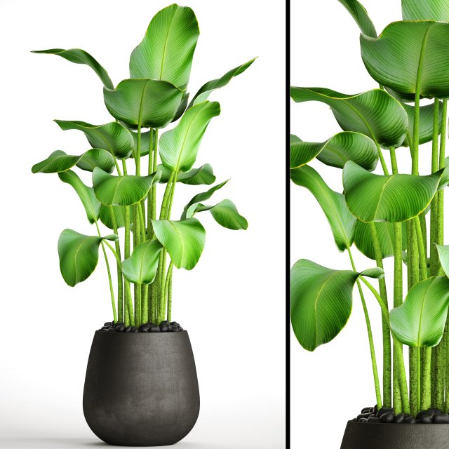 plants banana 3D Model .c4d .max .obj .3ds .fbx .stl .blend