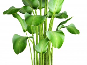 plants banana 3D Model