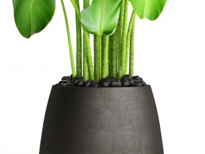 plants banana 3D Model